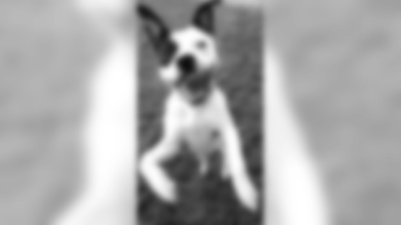WR Josh Huff's dog Zigy wants to play!