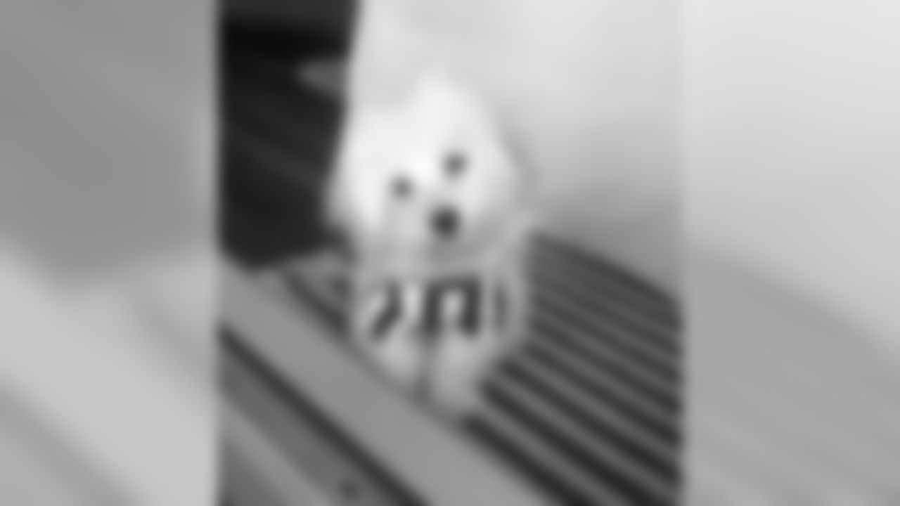 QB Matt Barkley's dog, Tank