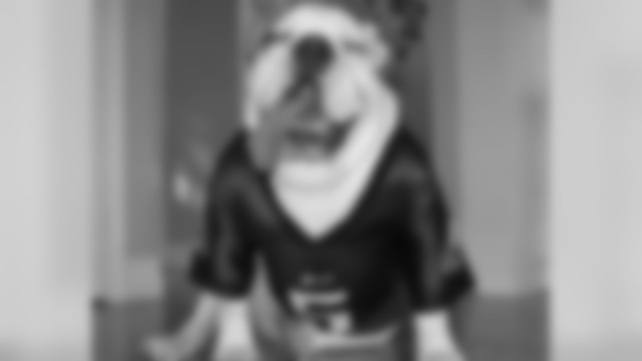 Bulldog Spanky, from Windsor, Ontario, showing some Eagles pride.