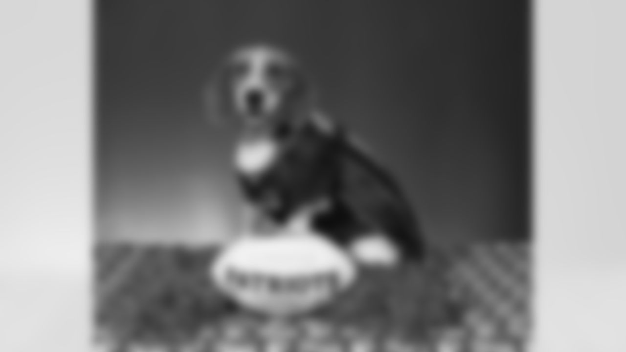 tempBrady_beagle.JPG