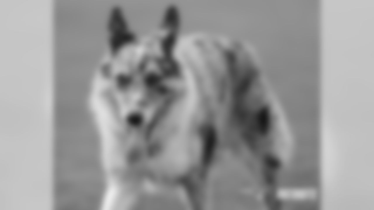 091019-BoydTheDog_EJA054-watermarked
