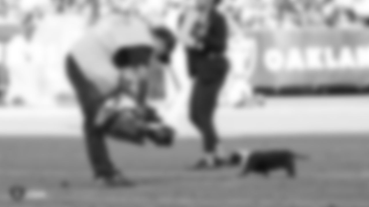 6th Annual Wiener Dog Races during halftime at the Raiders preseason game against the Los Angeles Rams.