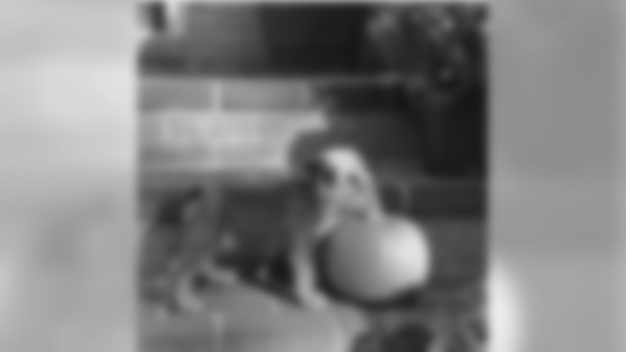 brandonw_66 [Brandon Williams] Newest member of the Williams Family!!!! Welcome Deisel!!! #EnglishBulldog #TriColor #MyRoadDawg @samiam625 Thanks for this amazing addition. You are awesome!!!