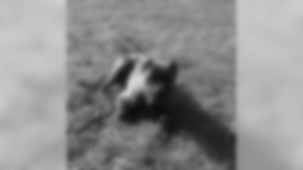 artj97 [Art Jones]: Samson is always on guard! #personalprotection #jonesbrokennels #presacanario #presacanariobreeders