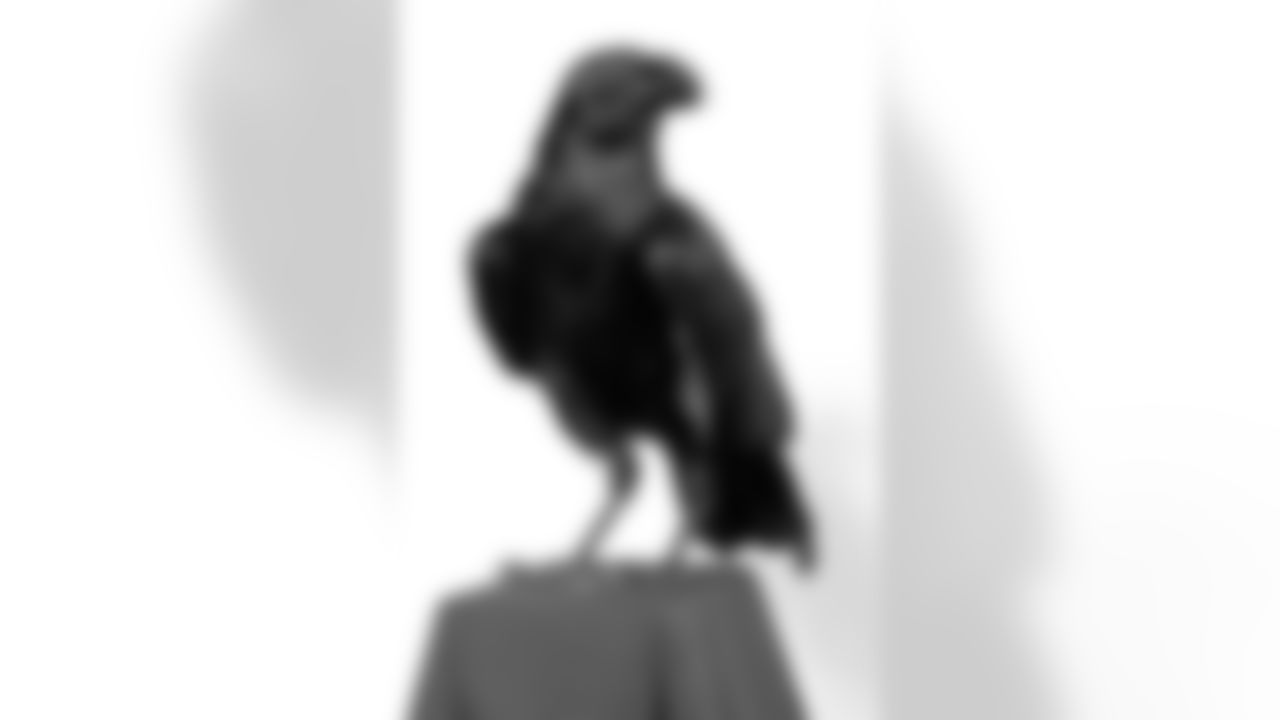 A live raven came to visit the Owings Mills Practice Facility for a photo shoot.