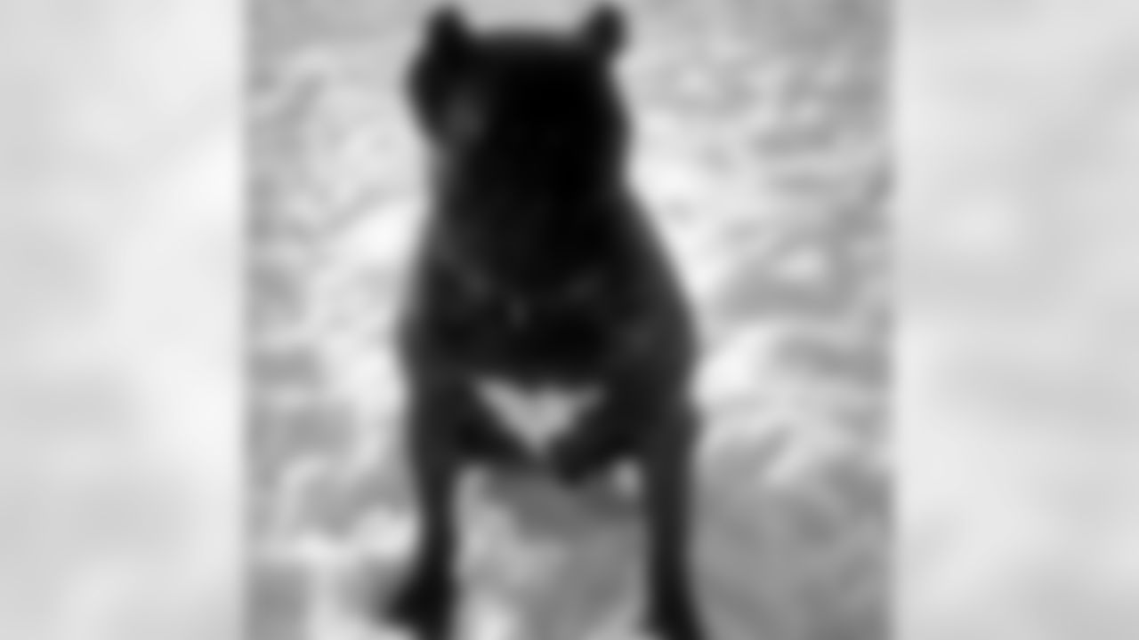 artj97 [Art Jones]: He always have my back! #blockhead #widechest #realdeal #rare #bestdogsintheNFL #jonesbrokennels #presacanario #presacanariobreeders