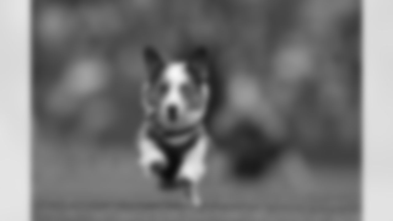 Corgi dogs race at Lumen Field, previously known as CenturyLink Field.
