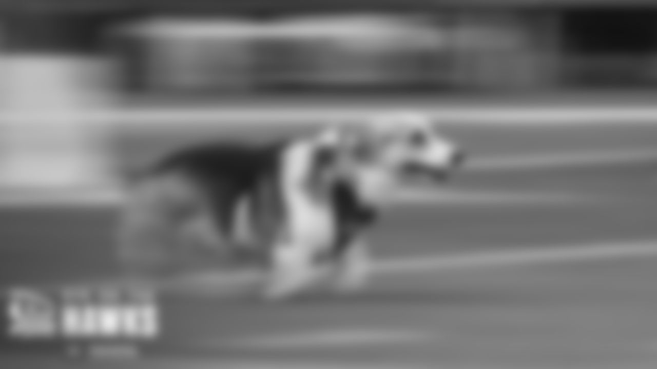 The annual Corgi Races took place at halftime and the winner, Rally, showed impressive speed in taking the title.