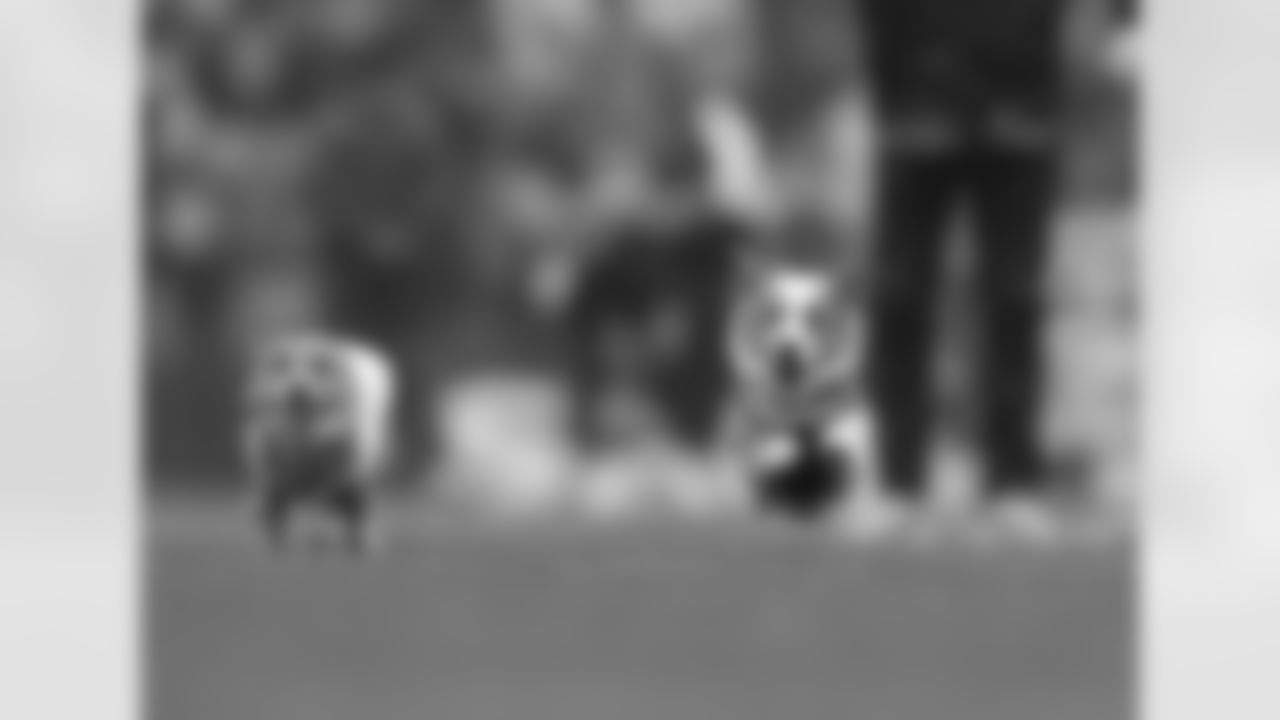 Corgi dogs race at Lumen Field, previously known as CenturyLink Field.
