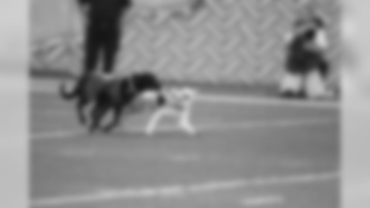 Frisbee Dogs