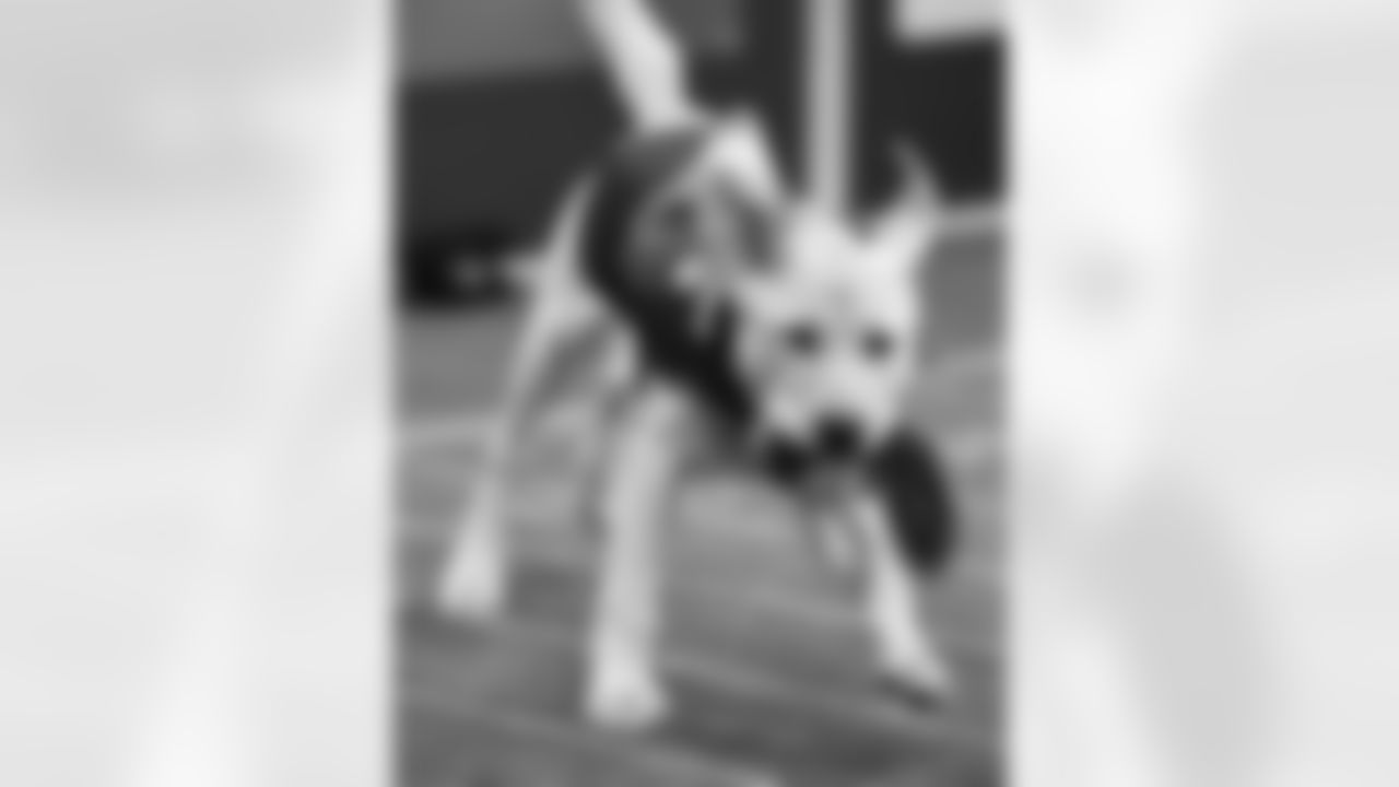 An image from the Oct. 21, 2022 Animal Planet Puppy Bowl. Texans Pup, Kirby, participated.