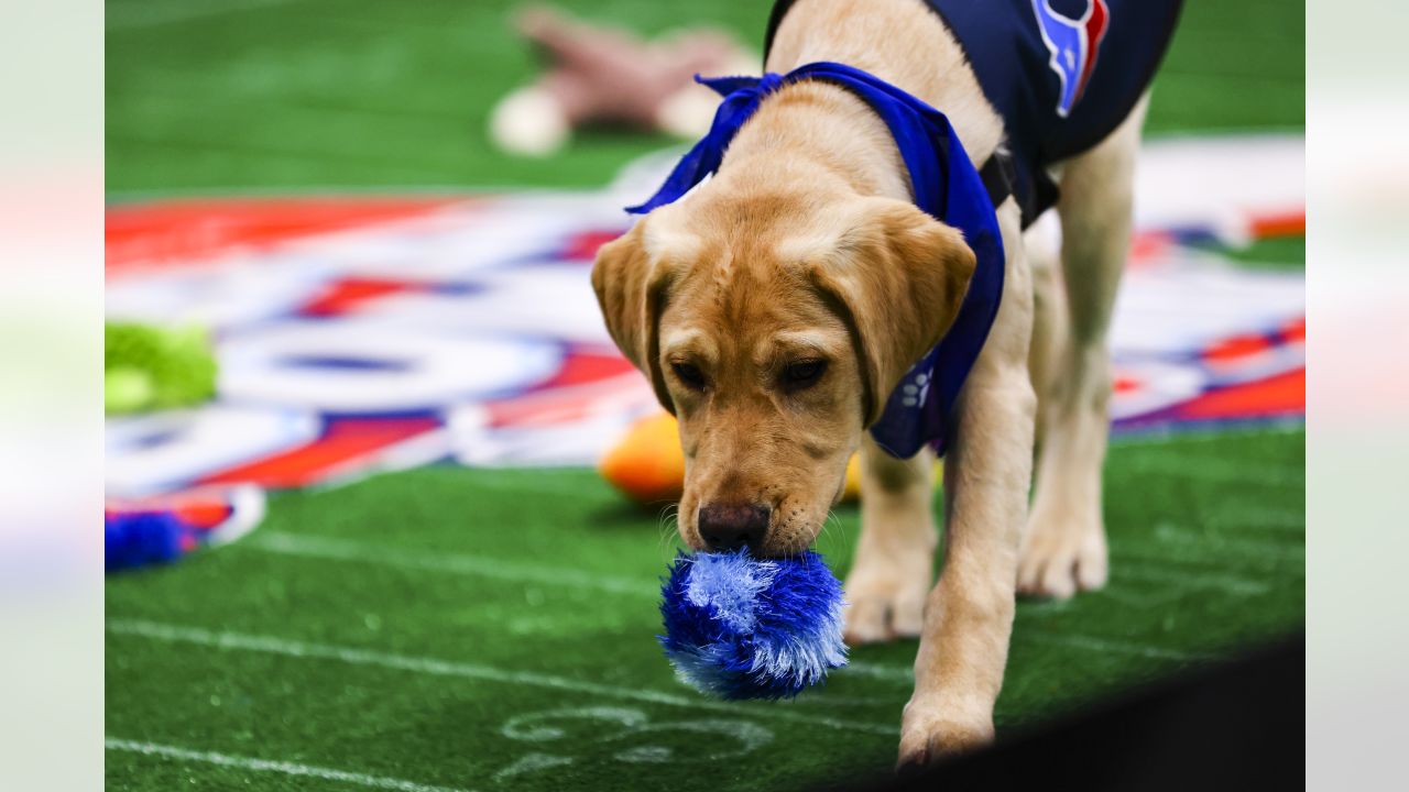 Meet The 2023 Puppy Bowl Contenders PureWow