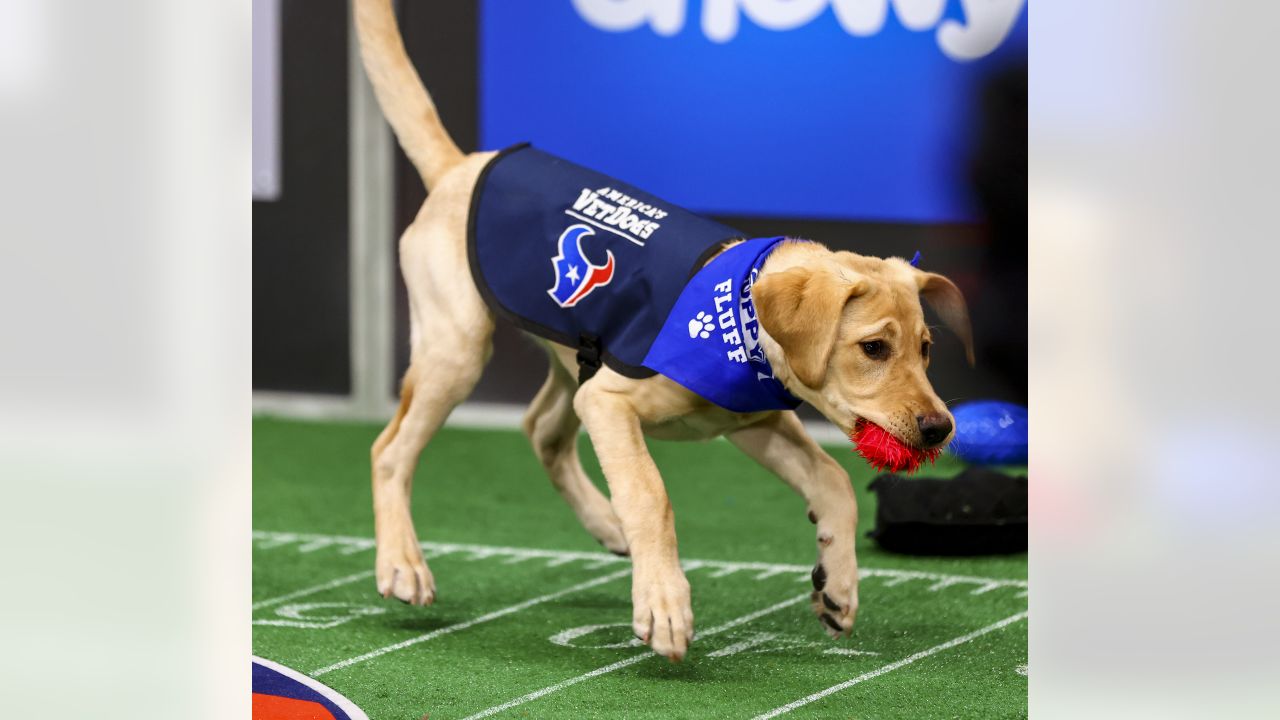 Kirby the Texans Pup