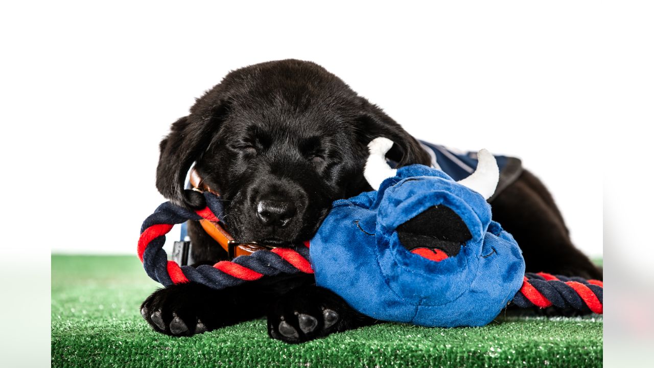 The Houston Texans, in partnership with Kroger, today announced a joint  collaboration with America's VetDogs to name and train a future service dog  that will be placed with a veteran or first-responder