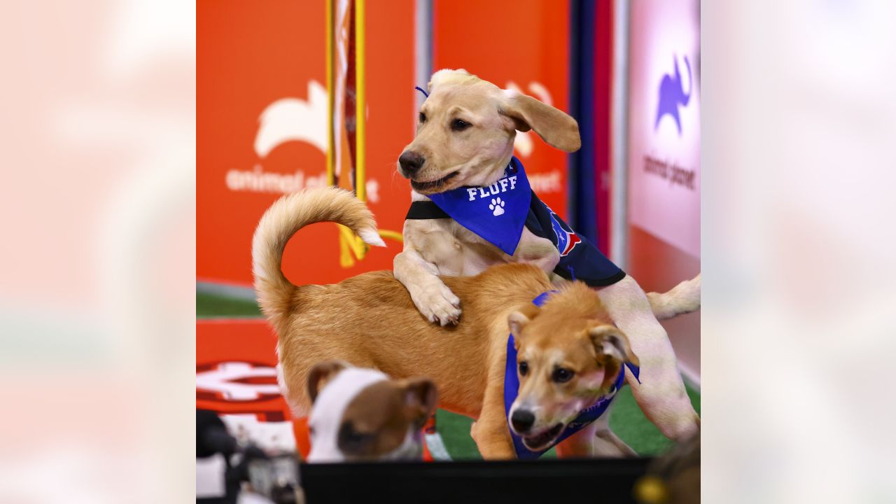 Kirby the Texans Pup