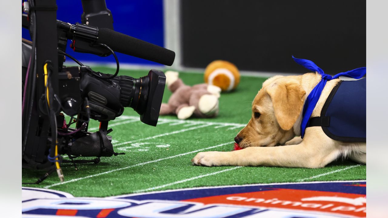 Meet The 2023 Puppy Bowl Contenders PureWow