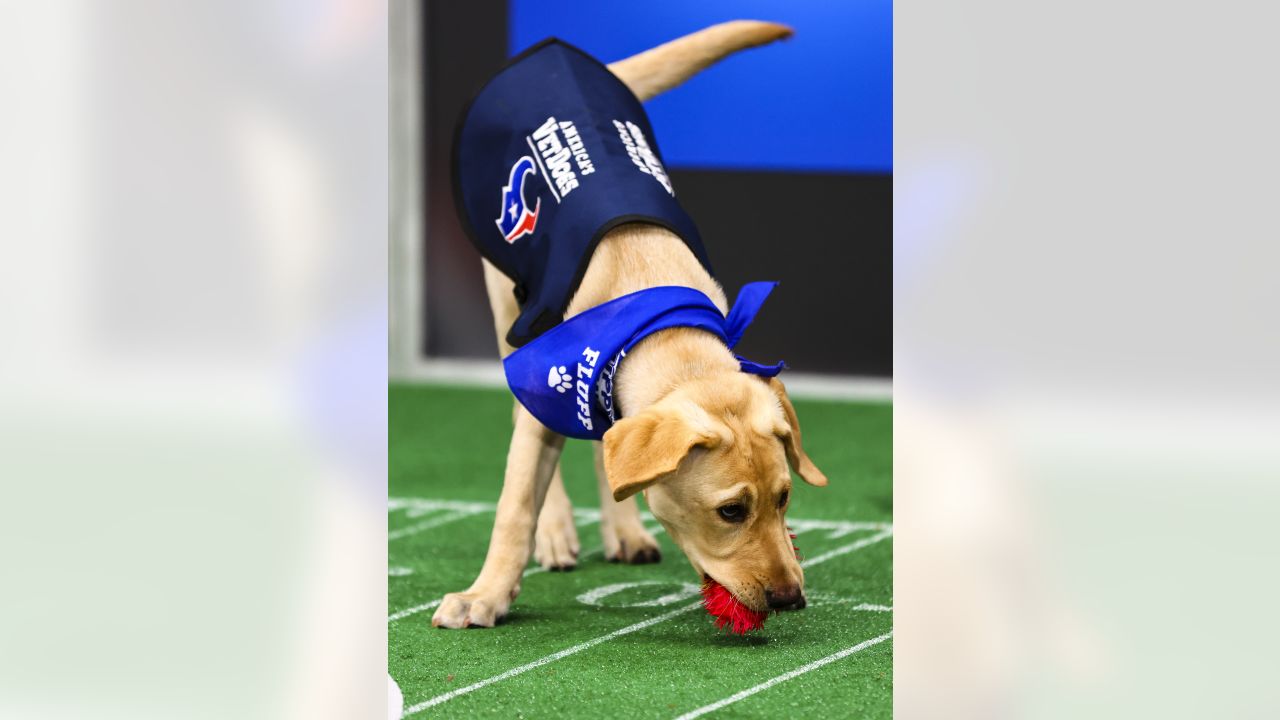 \ud83d\udcf8 | Kirby Takes the Puppy Bowl