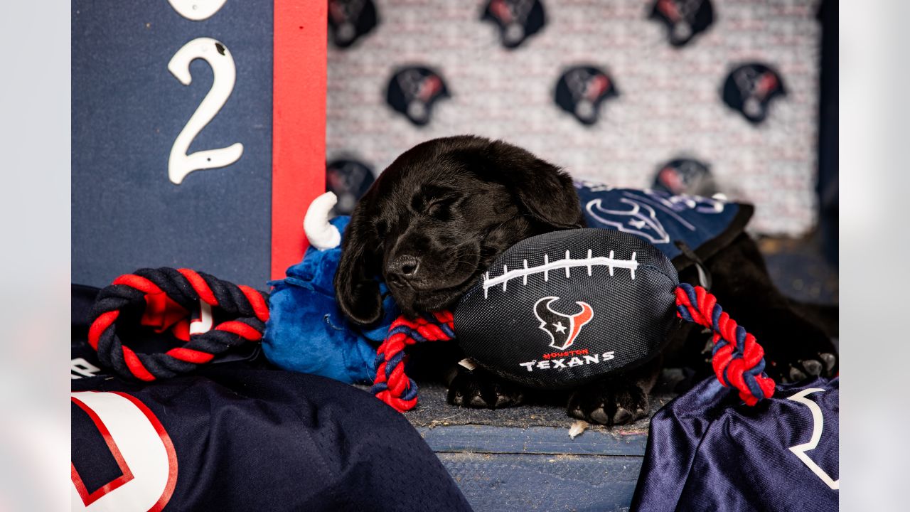 Texans dog 2025