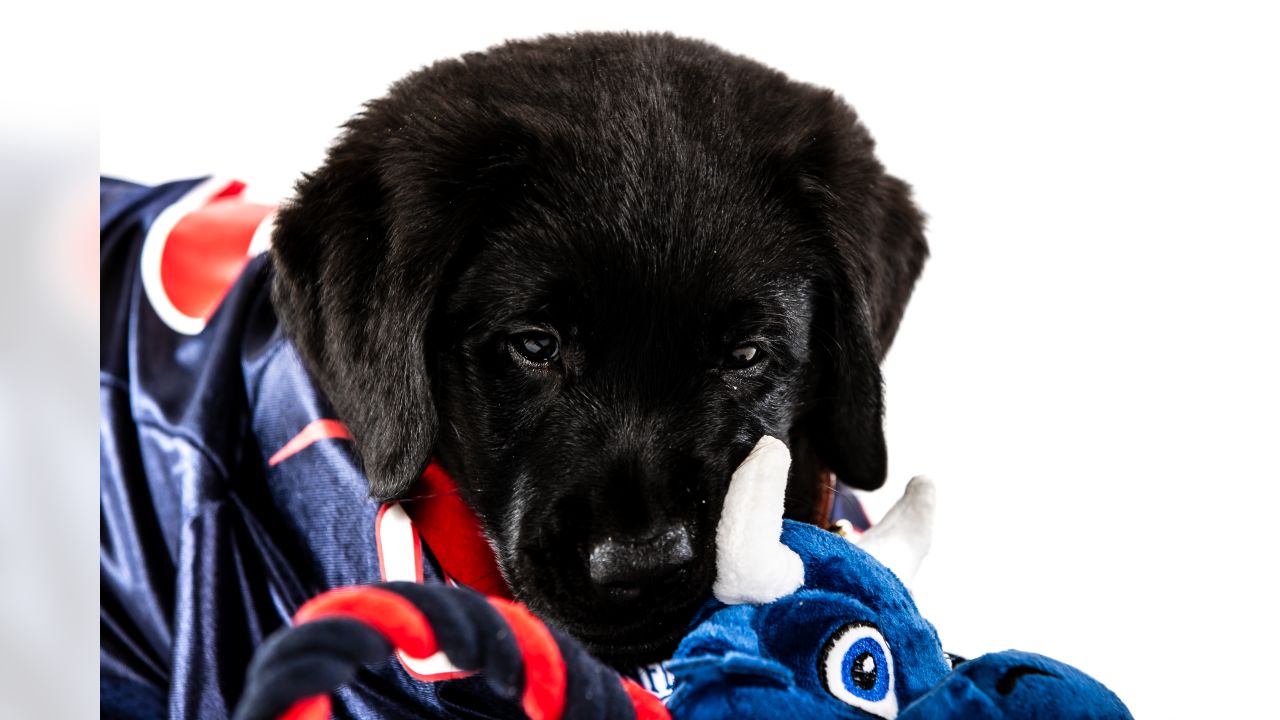 \ud83d\udcf8 | Meet the 2023 Texans Pup