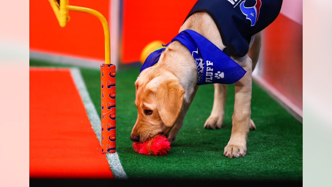 Kirby the Texans Pup