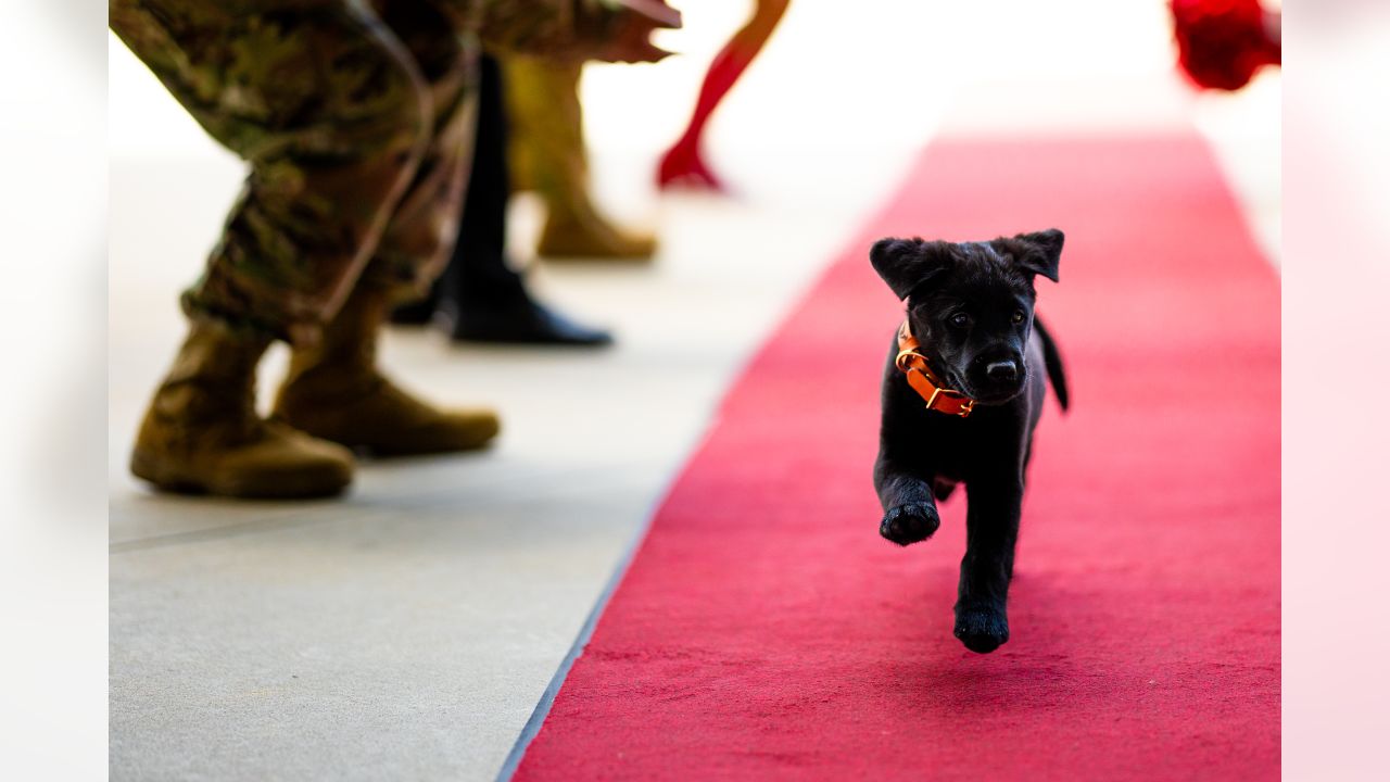 Atlanta United partners with America's VetDogs to raise future