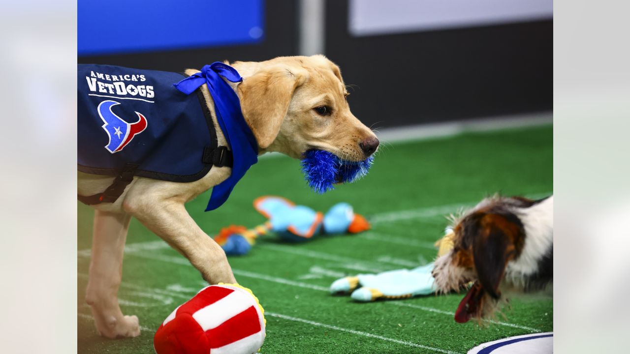 \ud83d\udcf8 | Kirby Takes the Puppy Bowl