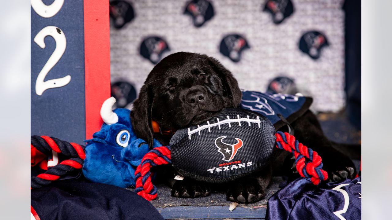 \ud83d\udcf8 | Meet the 2023 Texans Pup