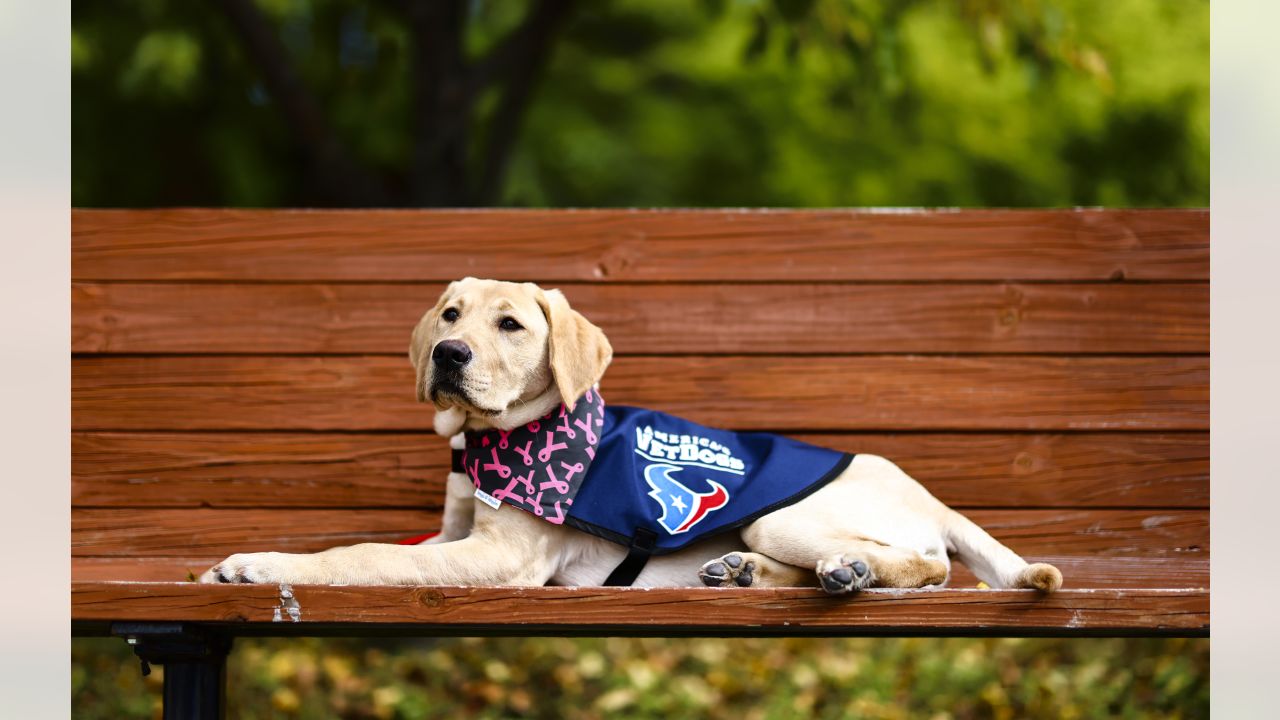 \ud83d\udcf8 | Kirby Takes the Puppy Bowl