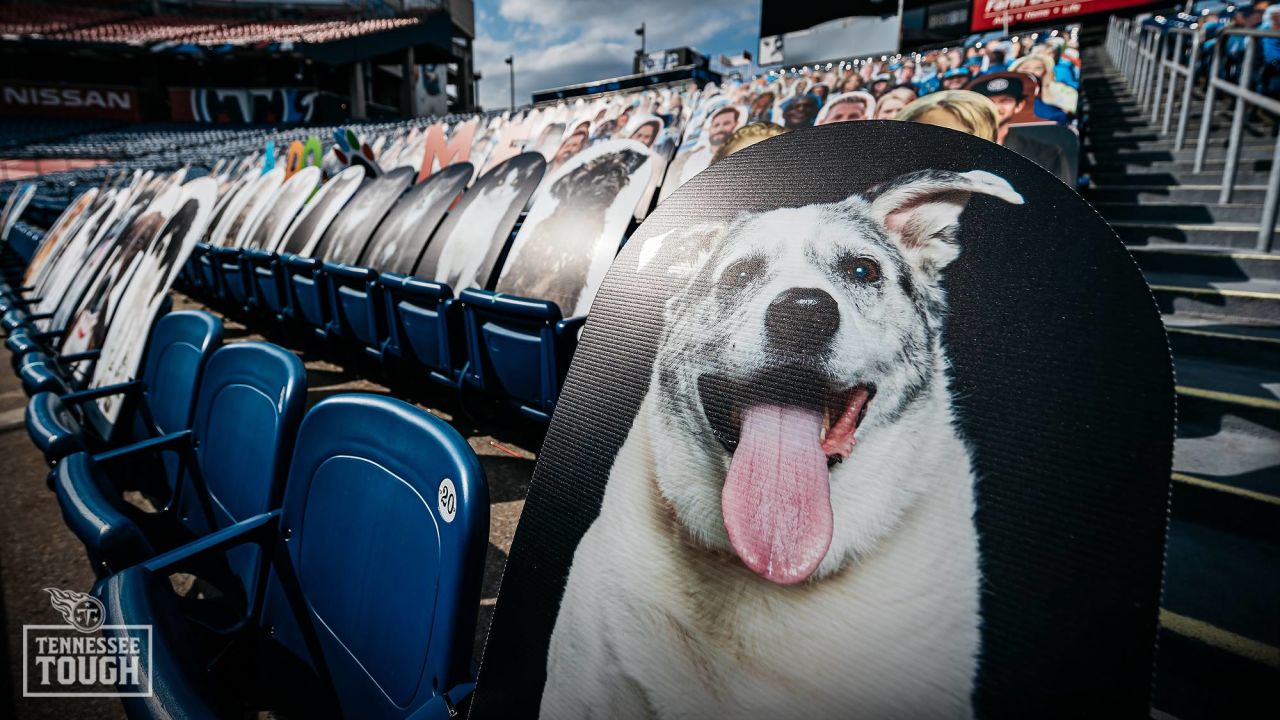 Williamson County Animal Center - Adoptable Margo is a real People dog! No,  REALLY, you can see her pic featured on People in the Tennessee Titans end  zone! Thank you to Mars