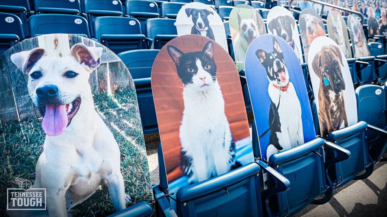 Tennessee Titans sports pet supplies for dogs