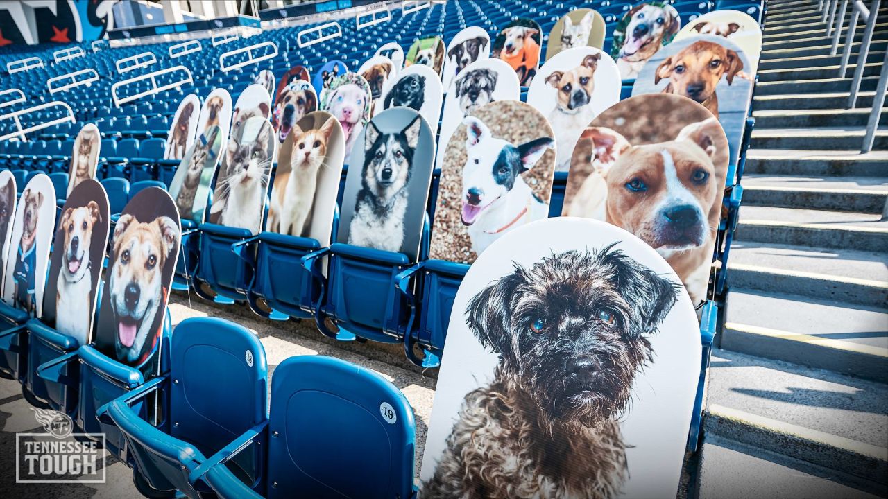 Tennessee Titans team up with Mars Petcare to Help Pets Find Homes