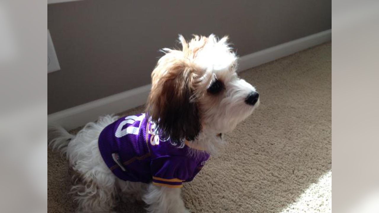 vikings dog jersey