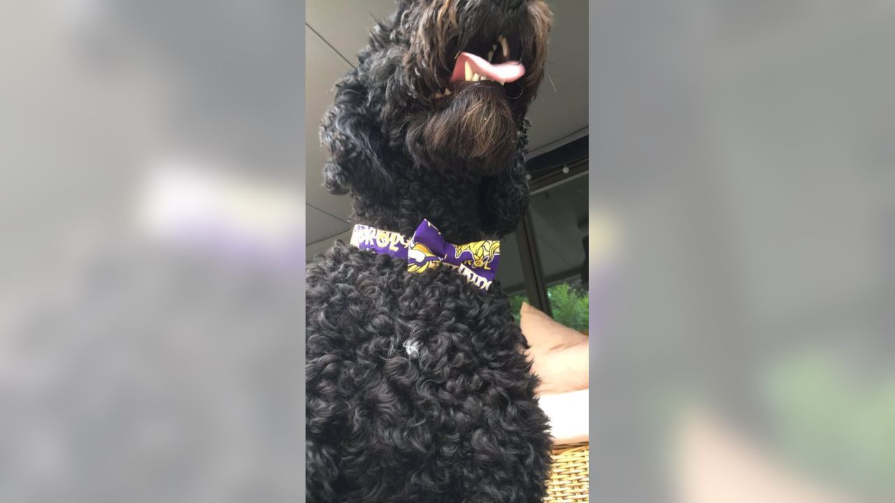 Vikings Fans Show Off #PurplePups on #NationalDogDay