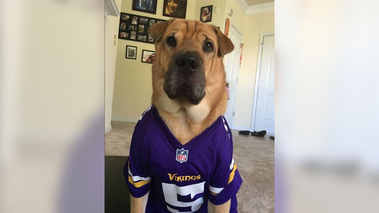 Vikings Fans Show Off #PurplePups on #NationalDogDay