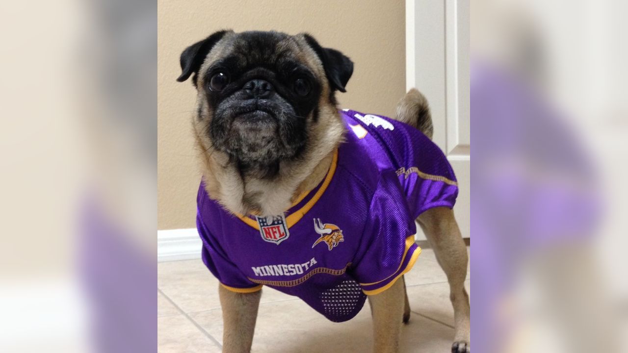 Photos: Vikings Fans Embrace National Dress Up Your Pet Day