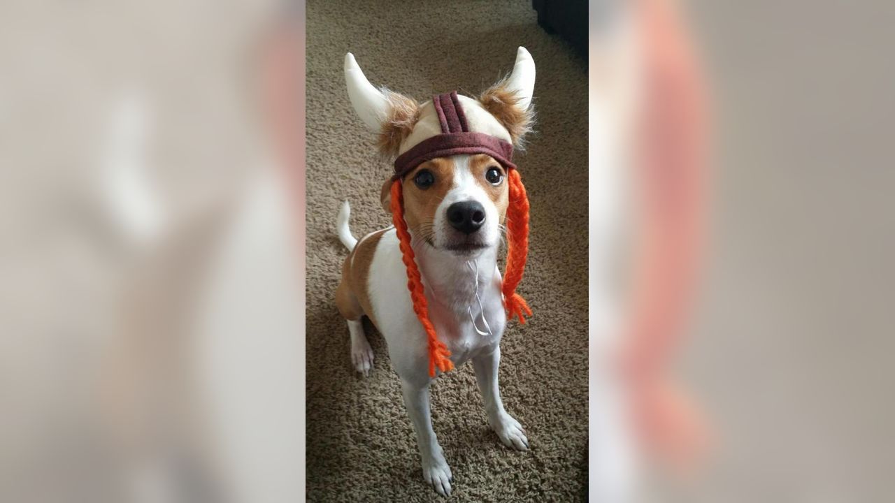 Vikings Fans Show Off #PurplePups on #NationalDogDay