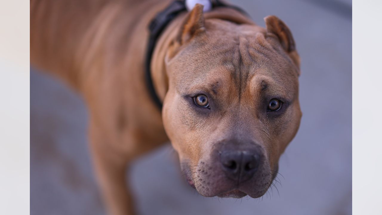 D.J. Wonnum's Dog Simba on Purple Pups