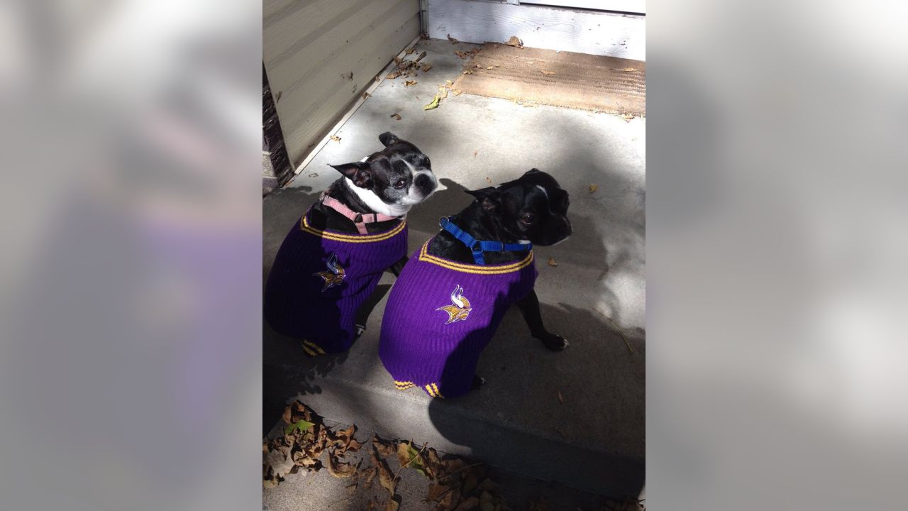 Vikings Fans Show Off #PurplePups on #NationalDogDay