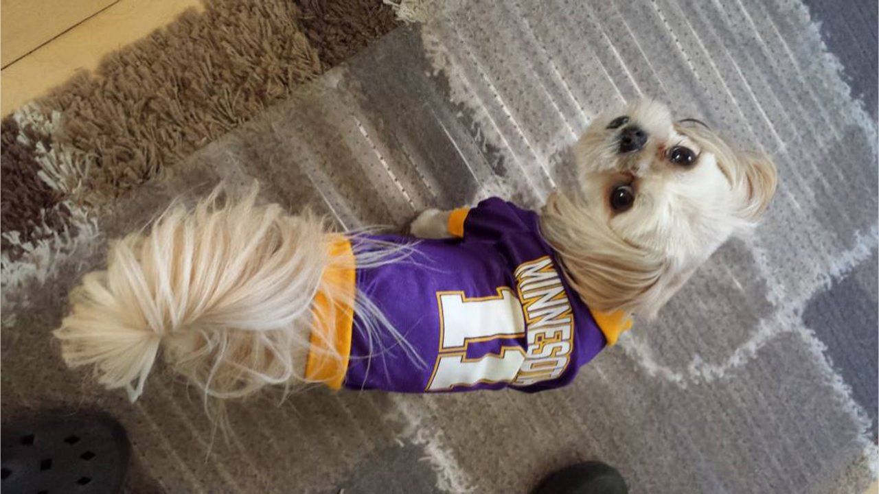 Minnesota Vikings Dog Jersey Small