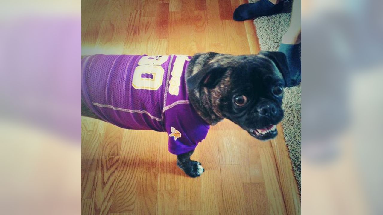 vikings dog jersey