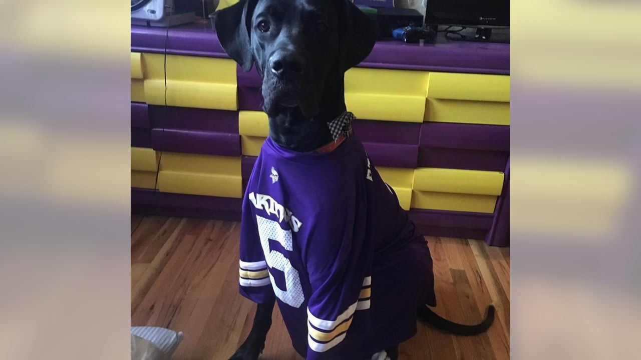 Vikings Fans Show Off #PurplePups on #NationalDogDay