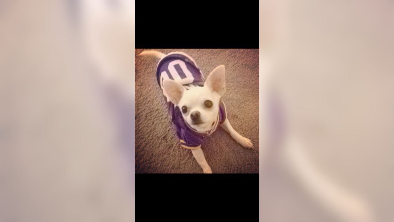 Giants fans submit photos on National Puppy Day