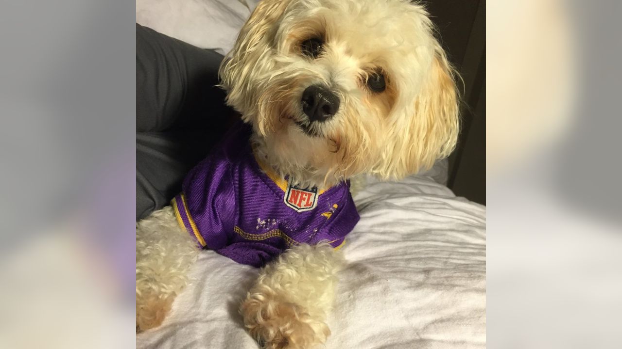 Vikings Fans Show Off #PurplePups on #NationalDogDay