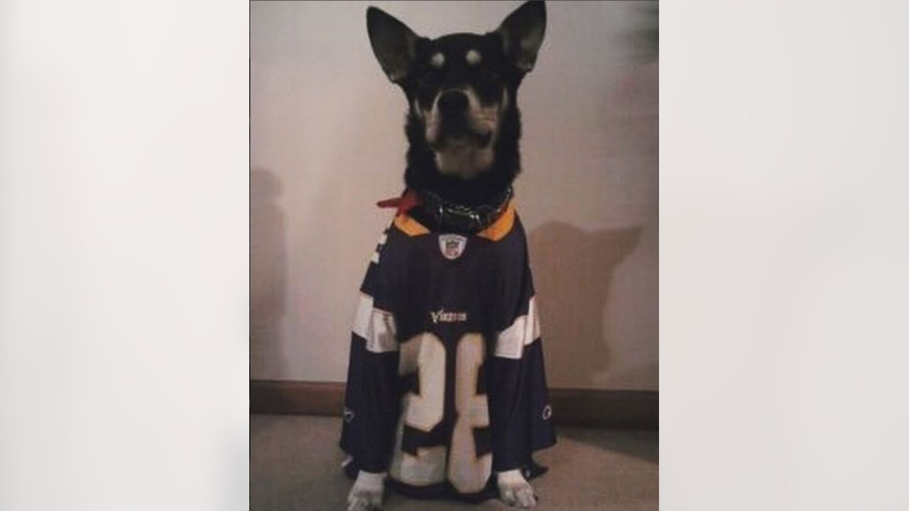 Vikings Fans Show Off #PurplePups on #NationalDogDay