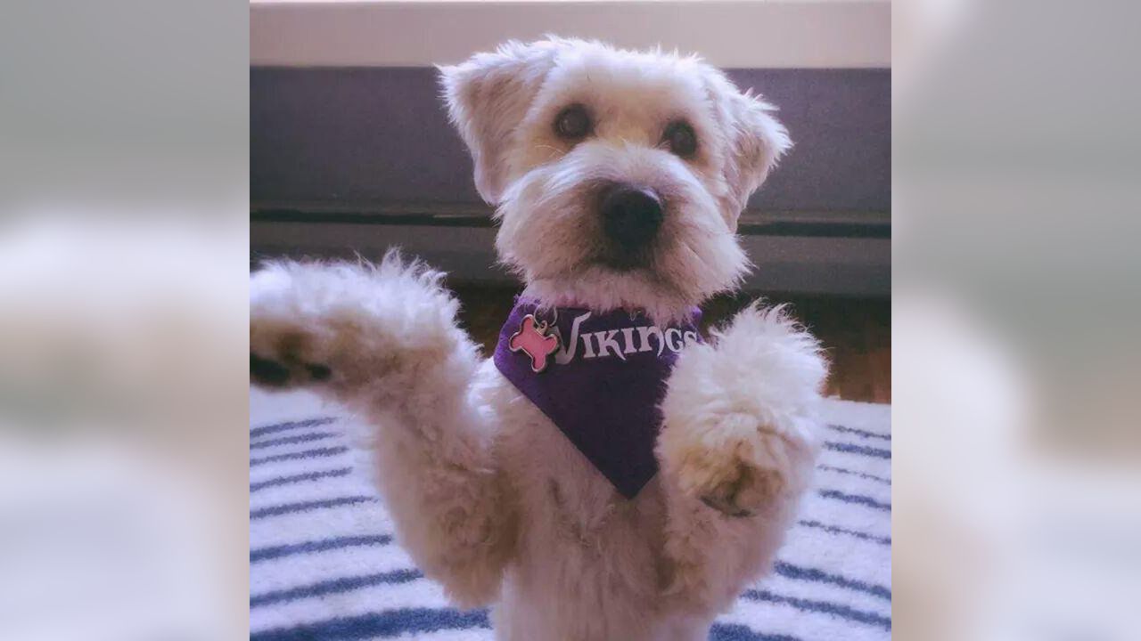 Vikings Fans Show Off #PurplePups on #NationalDogDay