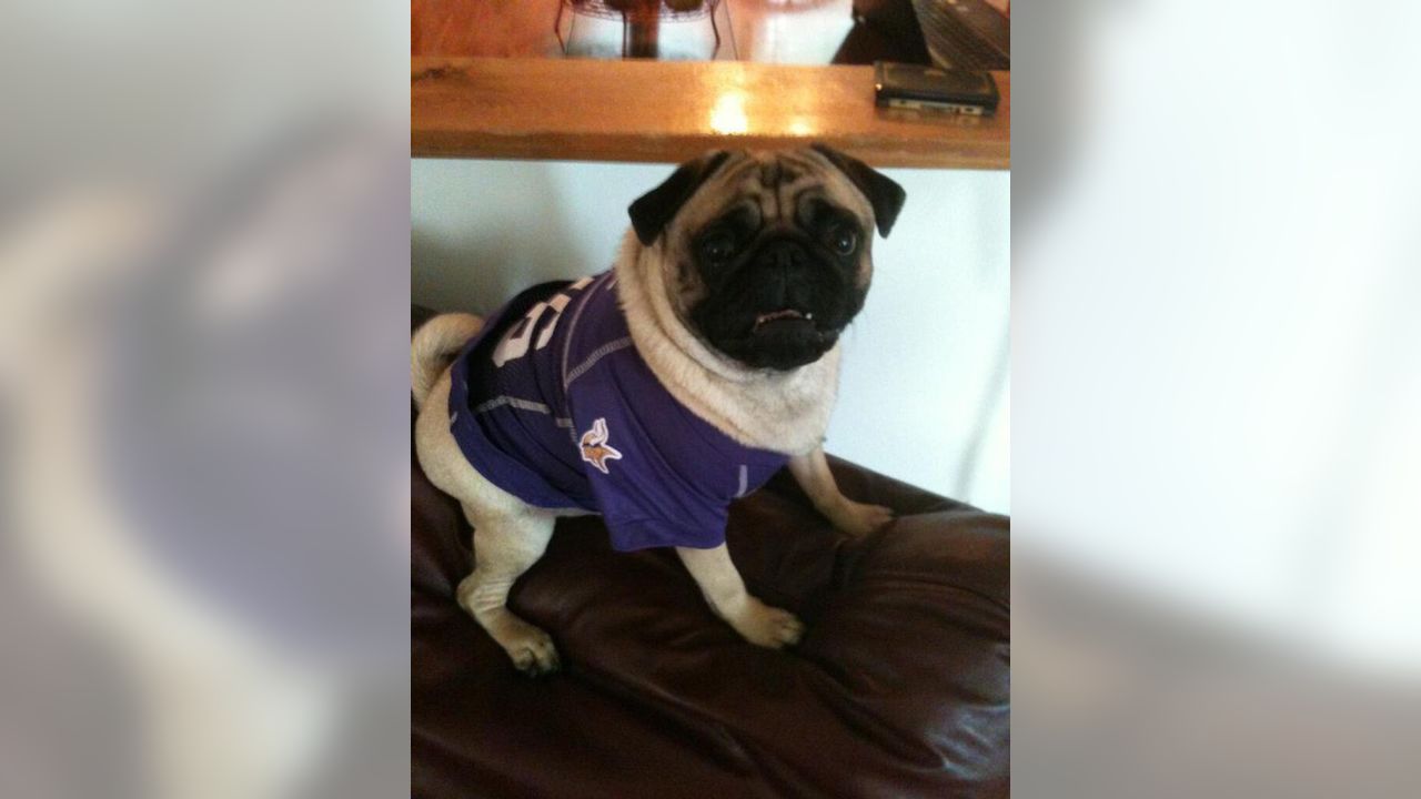 Photos: Vikings Fans Embrace National Dress Up Your Pet Day