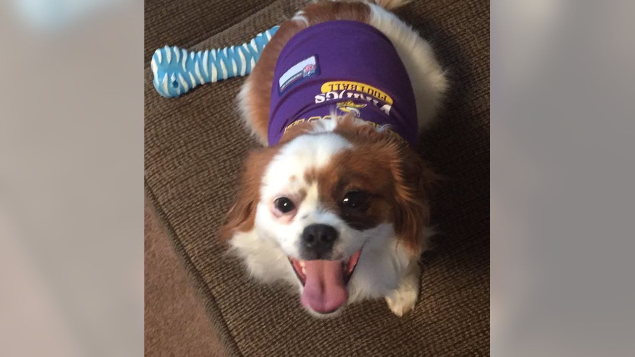 Vikings Fans Show Off #PurplePups on #NationalDogDay