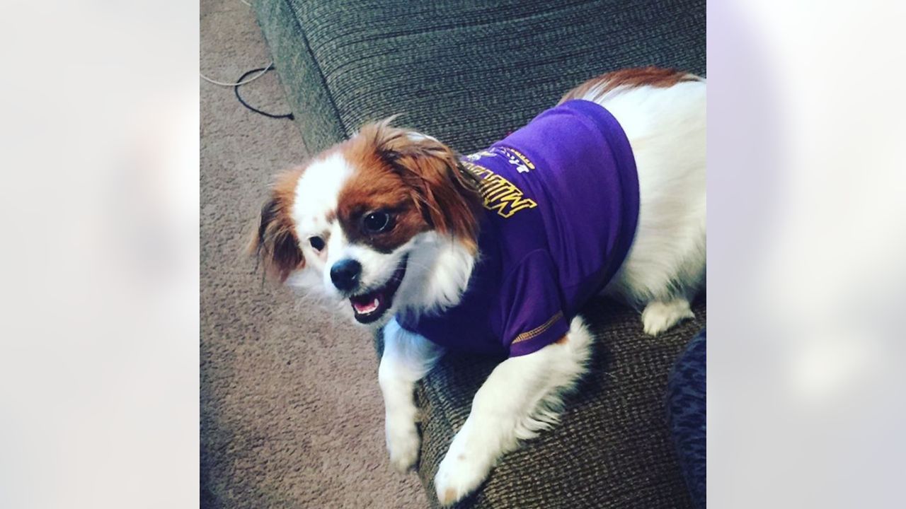 Vikings Fans Show Off #PurplePups on #NationalDogDay