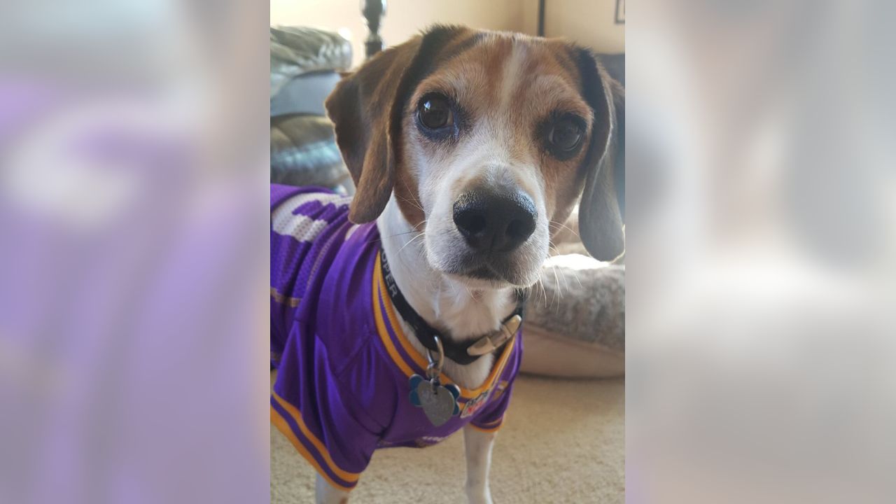 Vikings Fans Show Off #PurplePups on #NationalDogDay