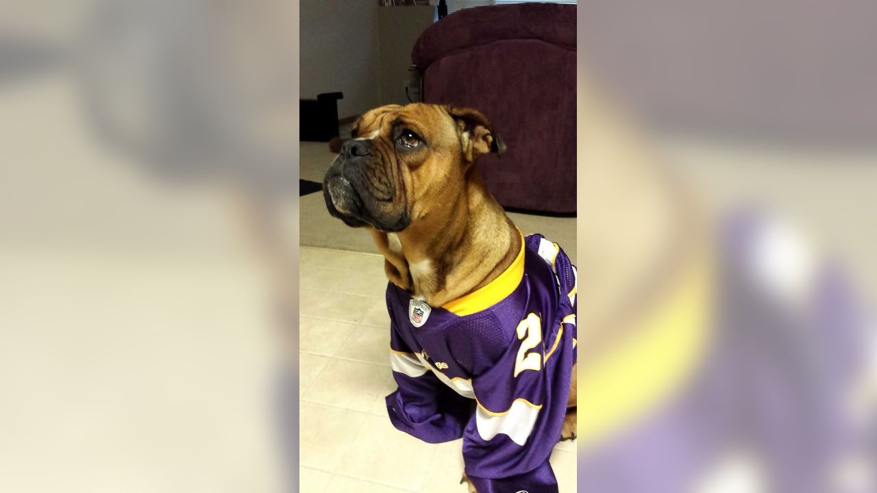 Photos: Vikings Fans Embrace National Dress Up Your Pet Day